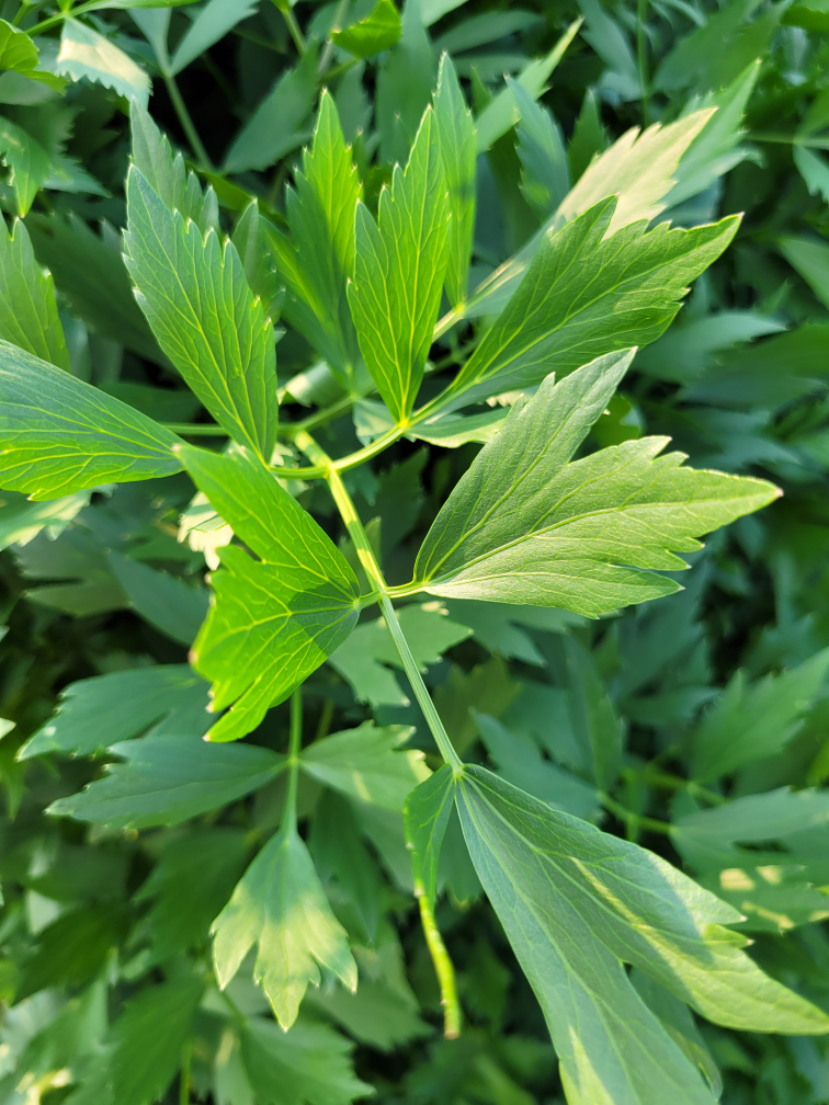 Fresh Green Lovage Bush - photo 2