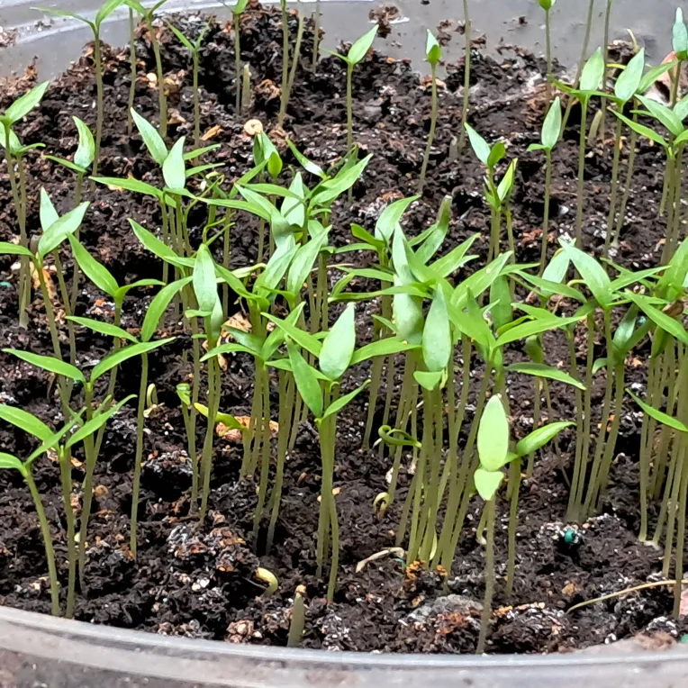 Pepper Seedlings thumbnail