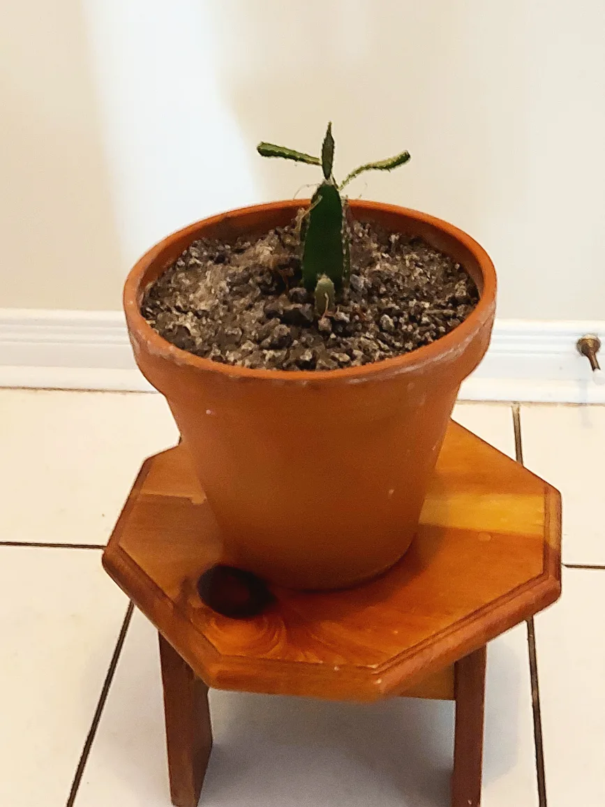 Christmas Cactus in Ceramic Pot image indicator(2)