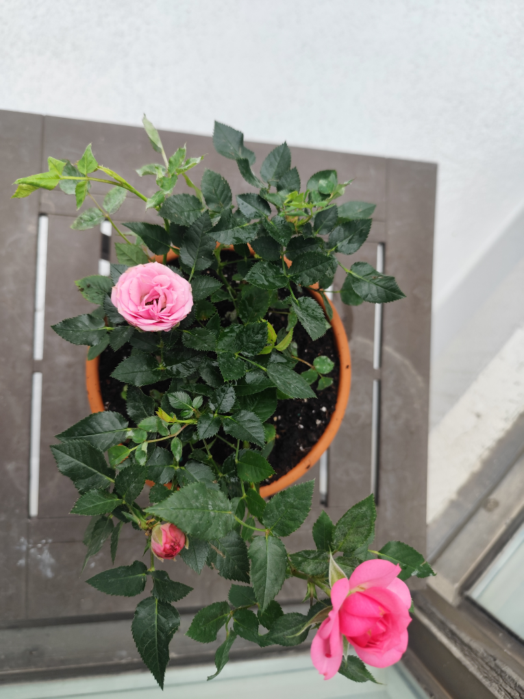Pink Rose Plant in Terracotta Pot - photo 4