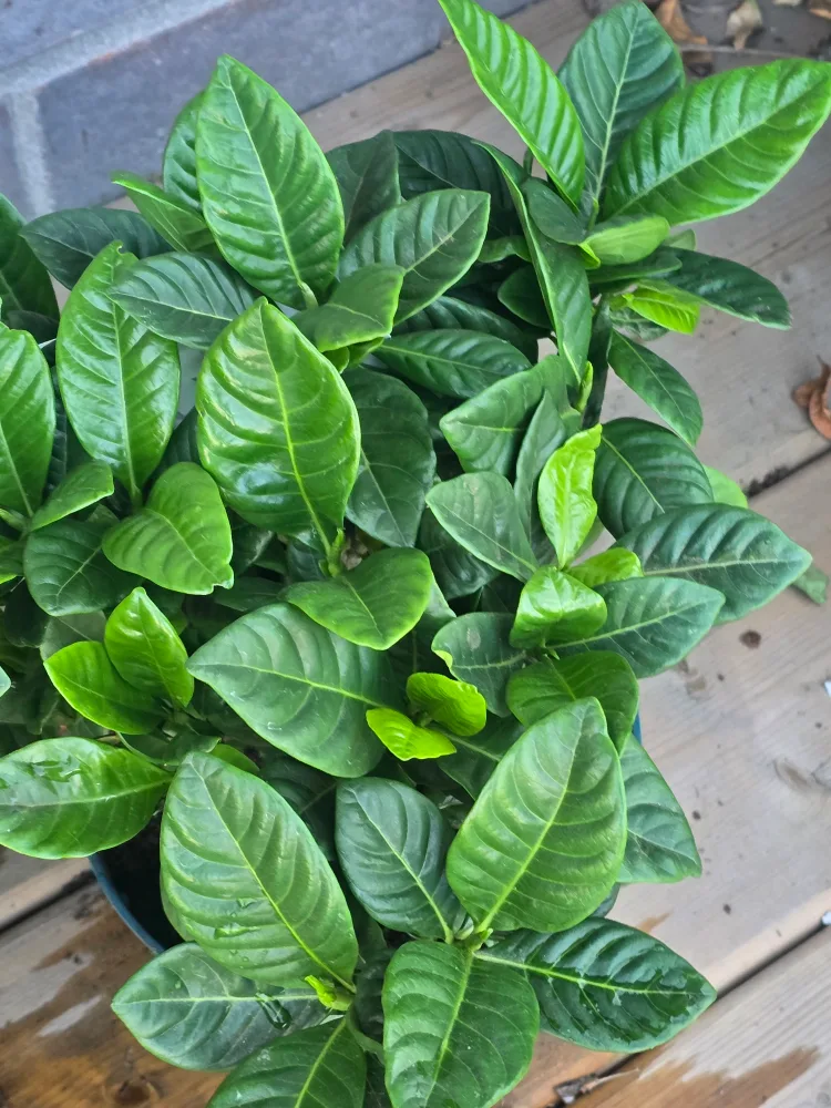 Gardenia Plant 6"pot image indicator(7)