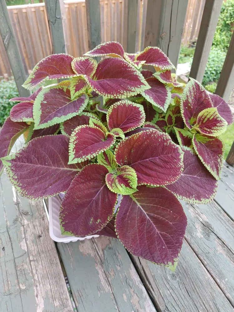 Coleus Plant thumbnail