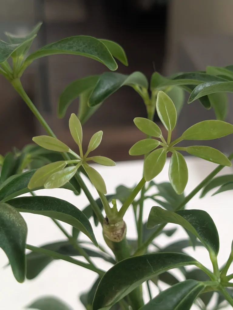 Healthy growing Umbrella Tree Plant image indicator(2)