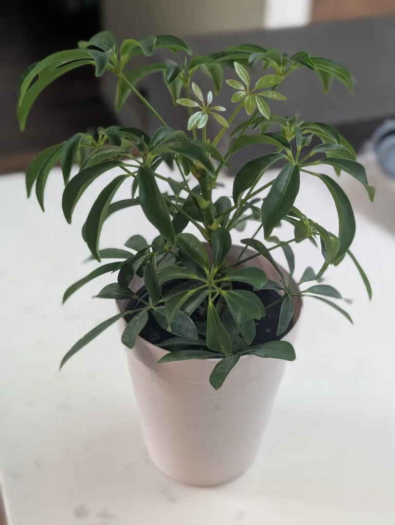 Healthy growing Umbrella Tree Plant image indicator(3)