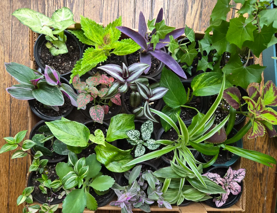 Houseplant Collection image indicator(2)