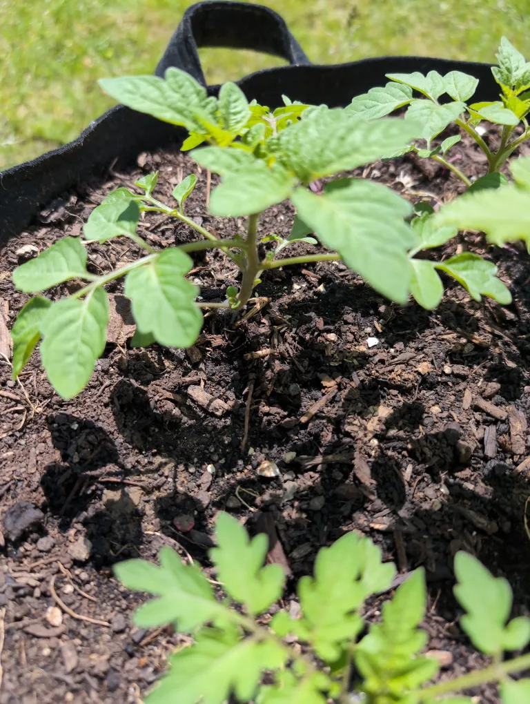 Tomato Plant Seedlings #freecycle image indicator(2)