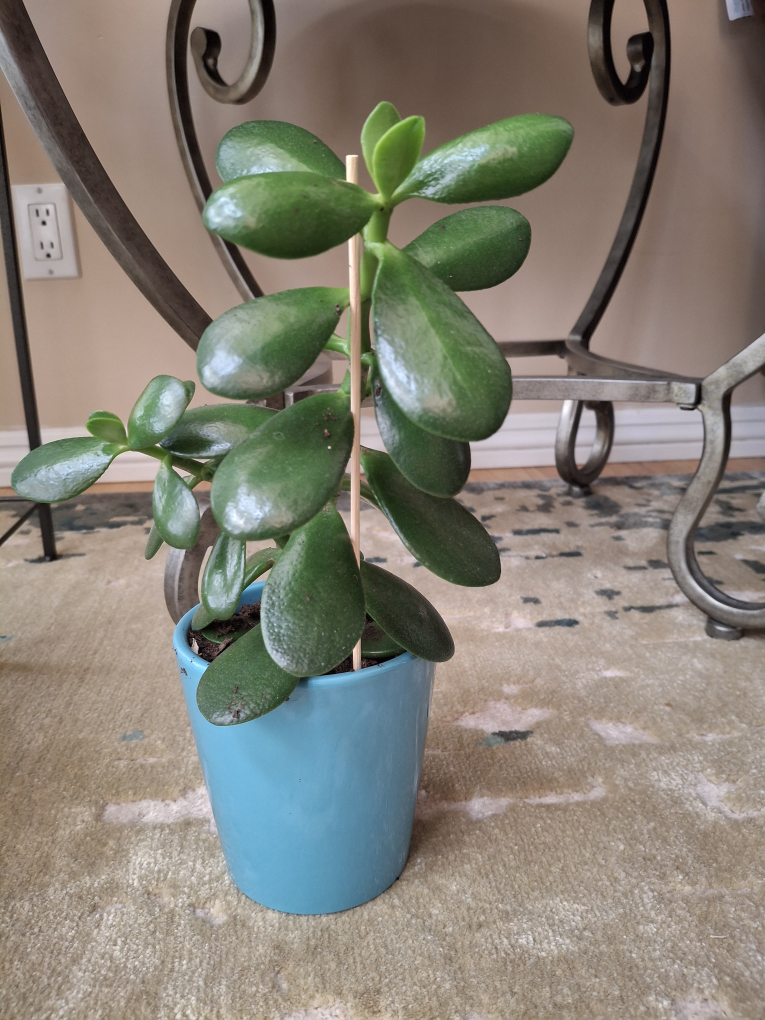Jade Plant