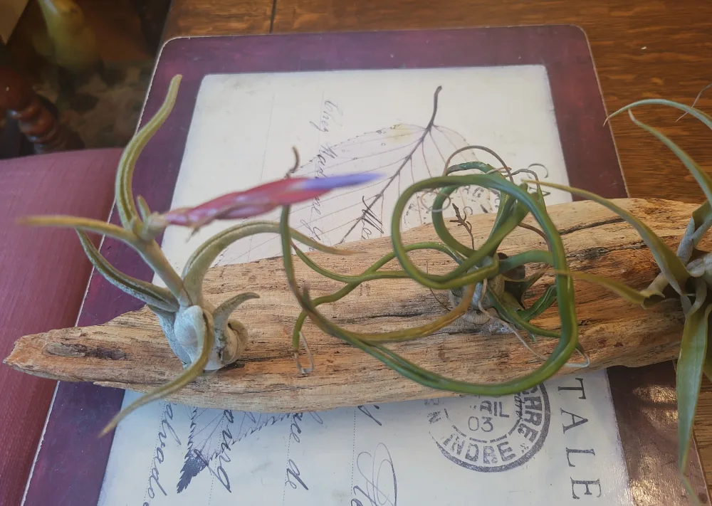 Driftwood with Air Plants image indicator(2)