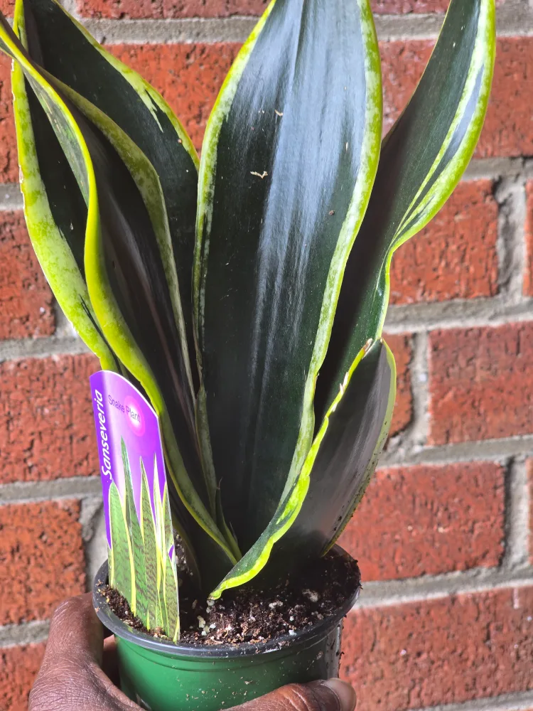 Sansevieria Snake Plant image indicator(2)