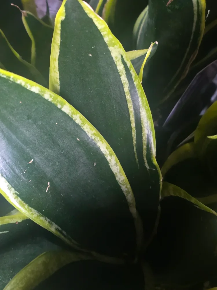 Sansevieria Snake Plant image indicator(4)