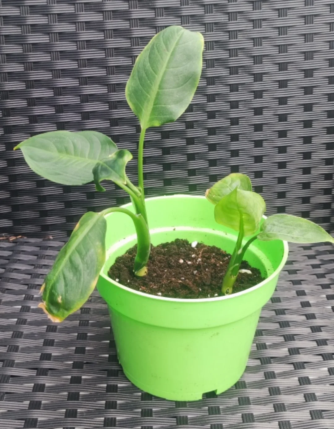 Dieffenbachia Plant thumbnail