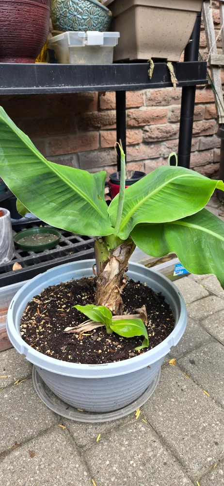 Banana Plant thumbnail