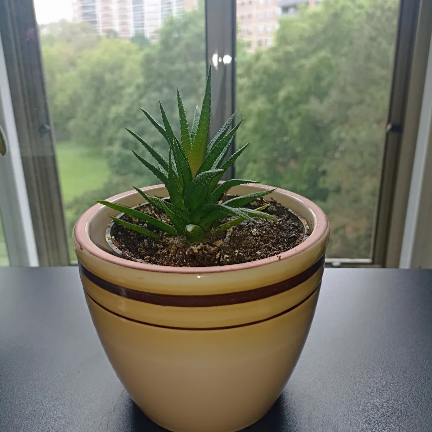 ‼️Sale‼️Haworthia fasciata - succulent thumbnail
