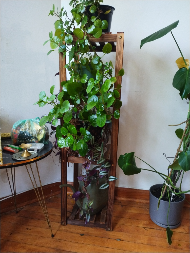 Wooden Plant Stand + green plants