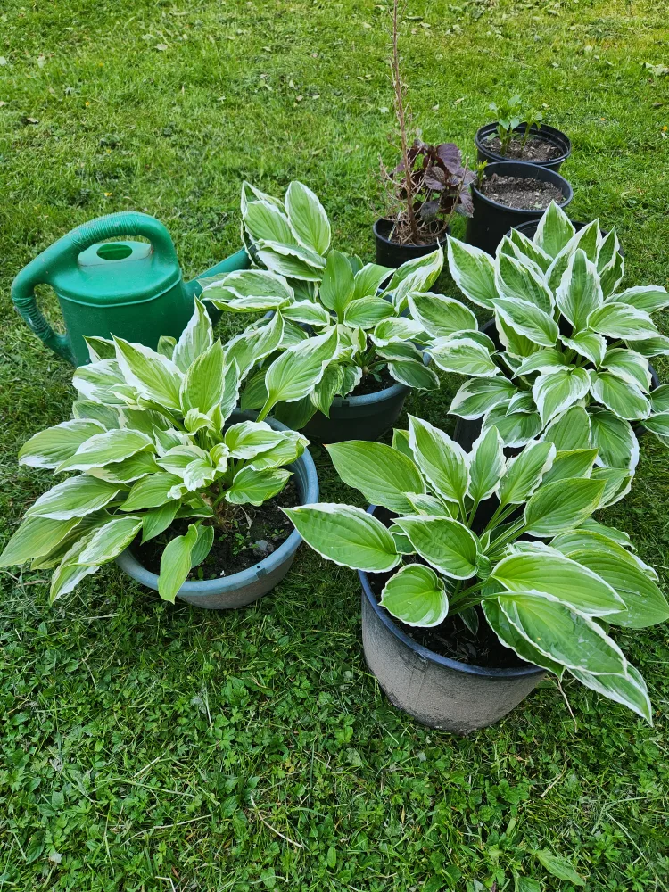 Healthy and bushy hostas thumbnail