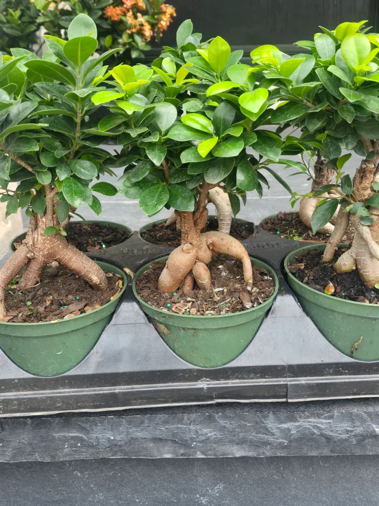 Ginseng Ficus Bonsai Tree image indicator(2)
