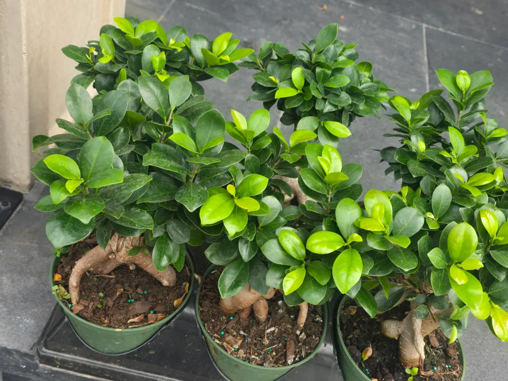 Ginseng Ficus Bonsai Tree image indicator(5)