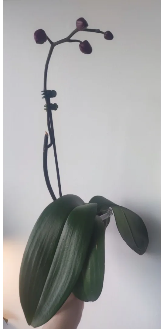 Orchid Plant image indicator(2)