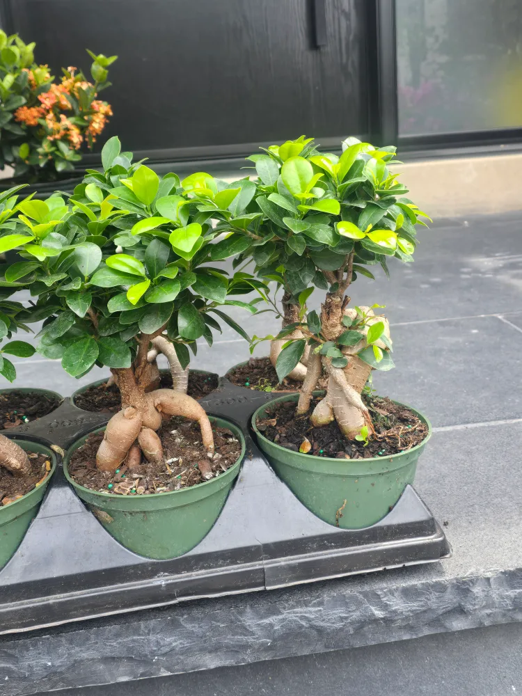 Ginseng Ficus Bonsai Tree image indicator(4)