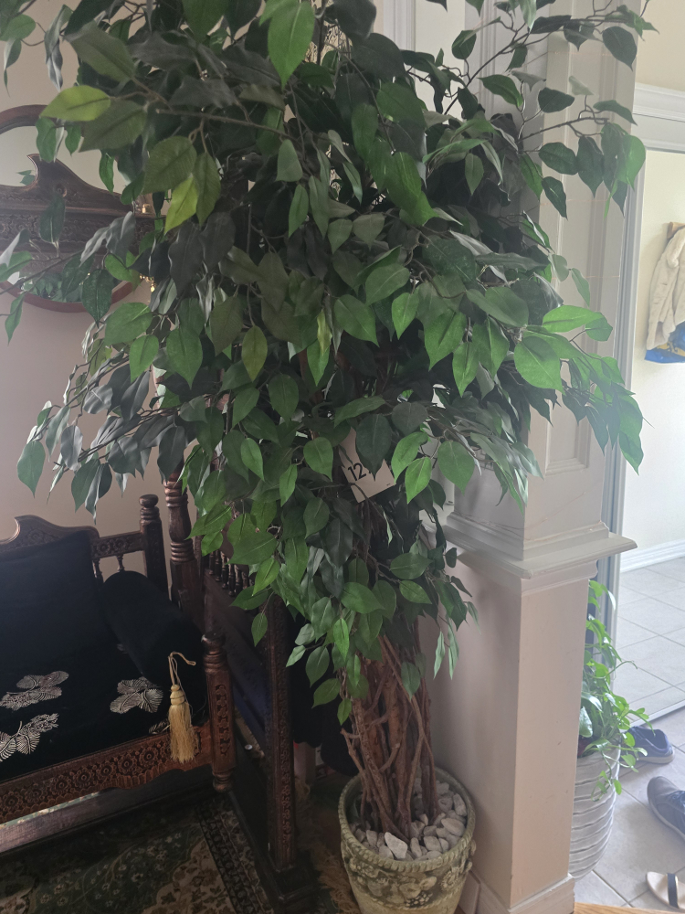 indoor large decorative tree