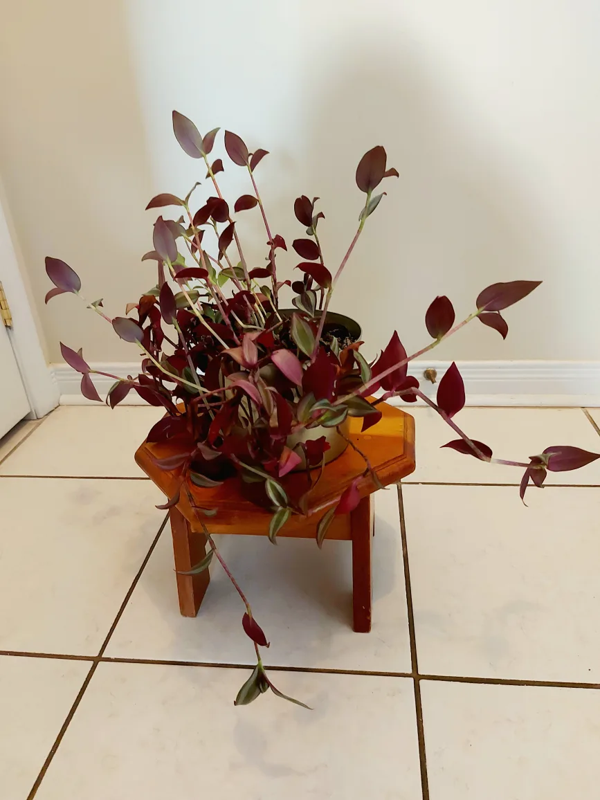 Tradescantia Zebrina Flower with Metallic Green Planter image indicator(7)