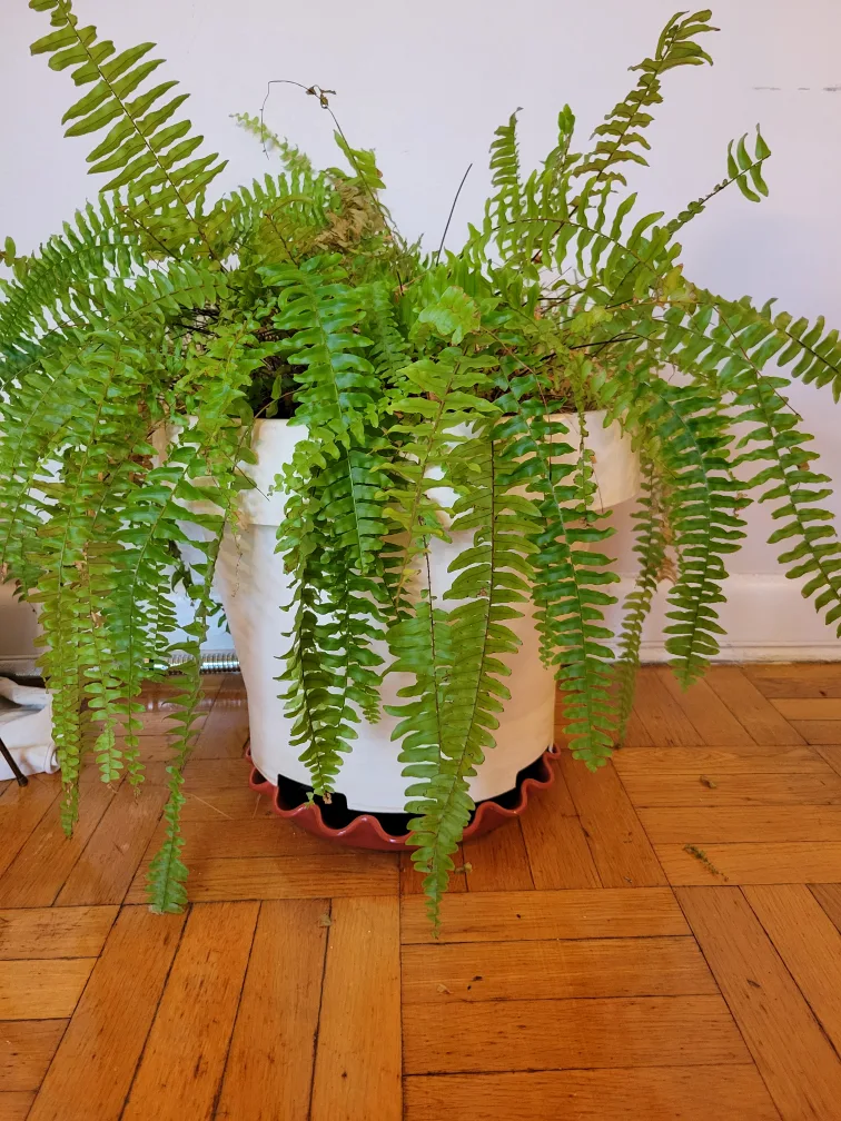 Boston fern thumbnail