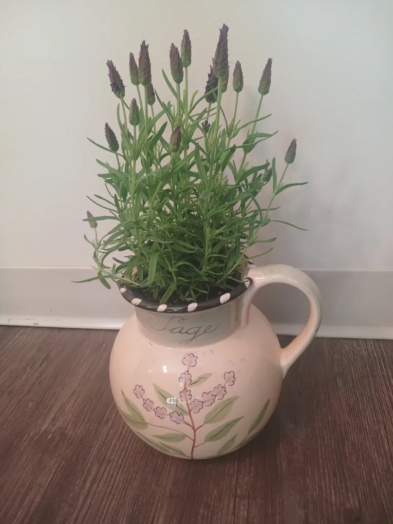 Lavender in vintage ceramic pitcher thumbnail