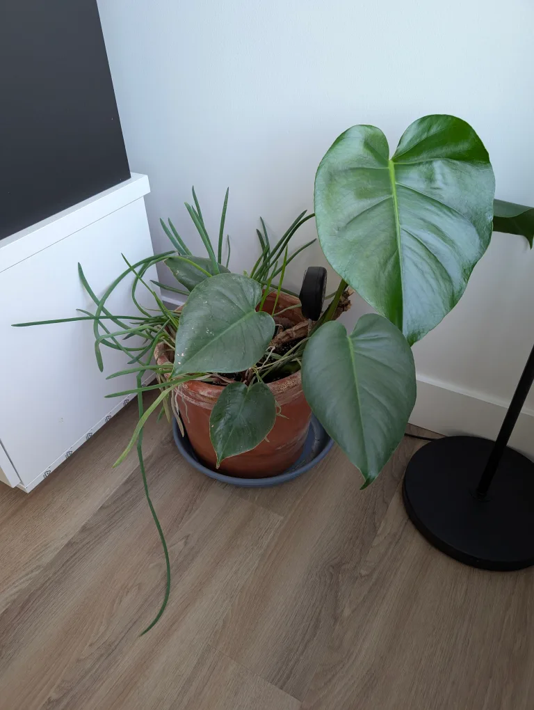 Potted Monstera Plant thumbnail