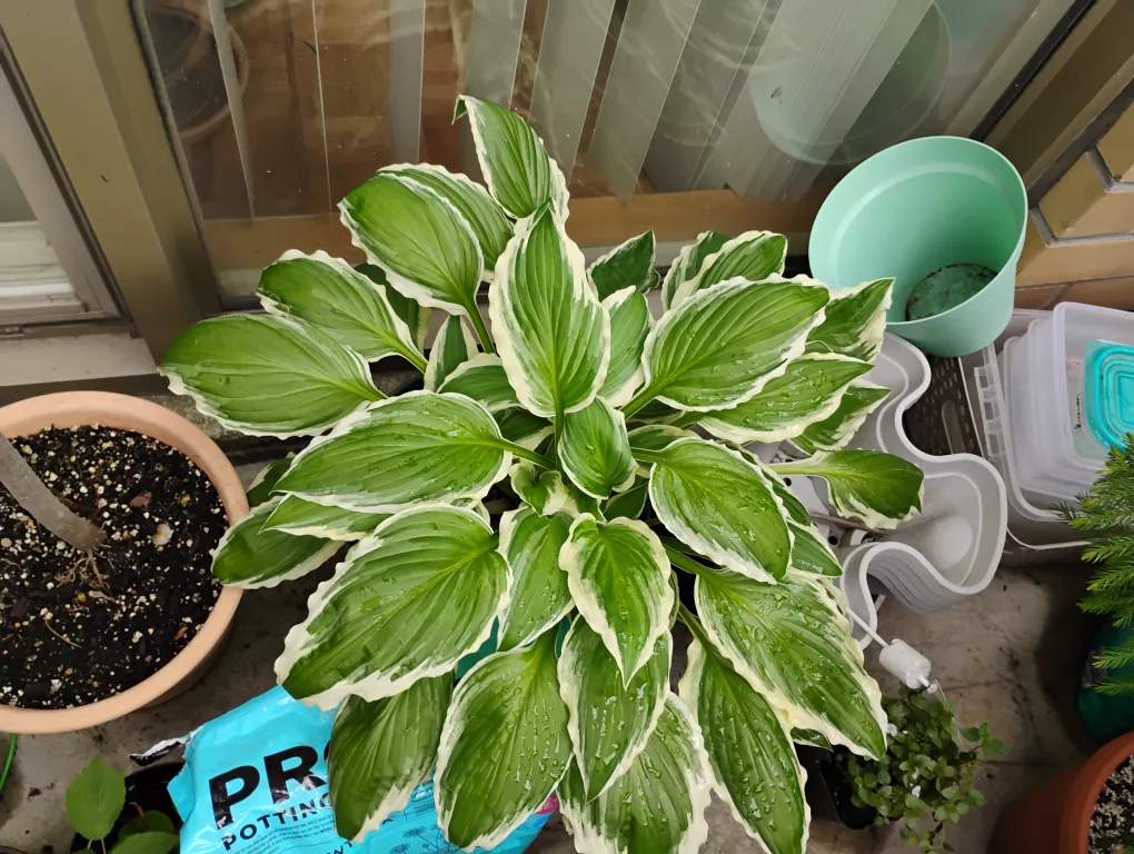 Hostas thumbnail
