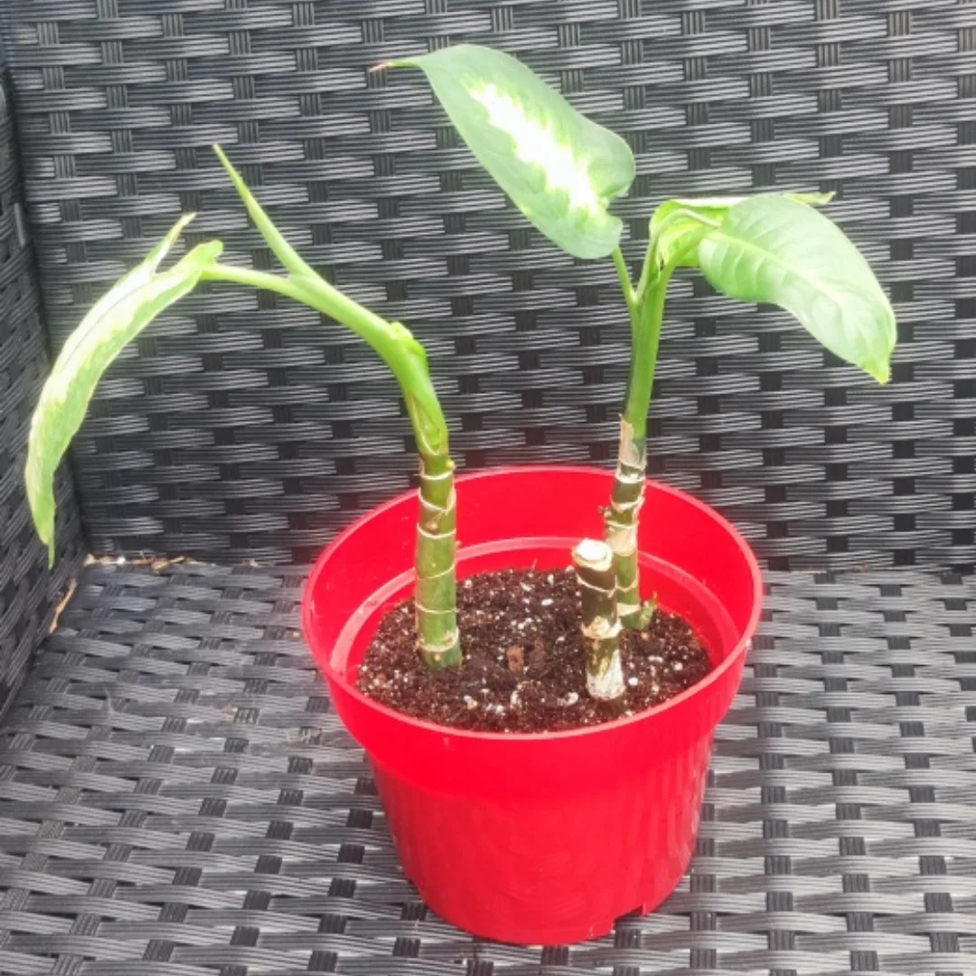 Dieffenbachia Plant thumbnail