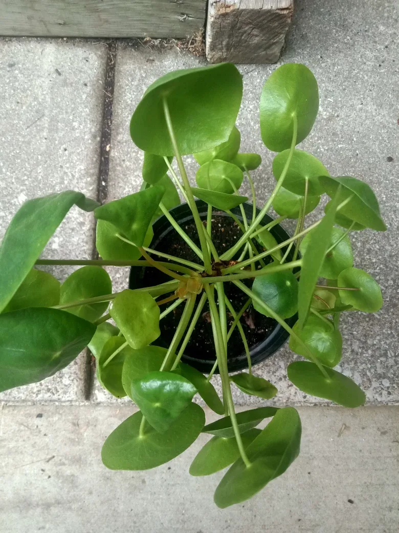 Large well-established Pilea Peperomioides Plant image indicator(2)