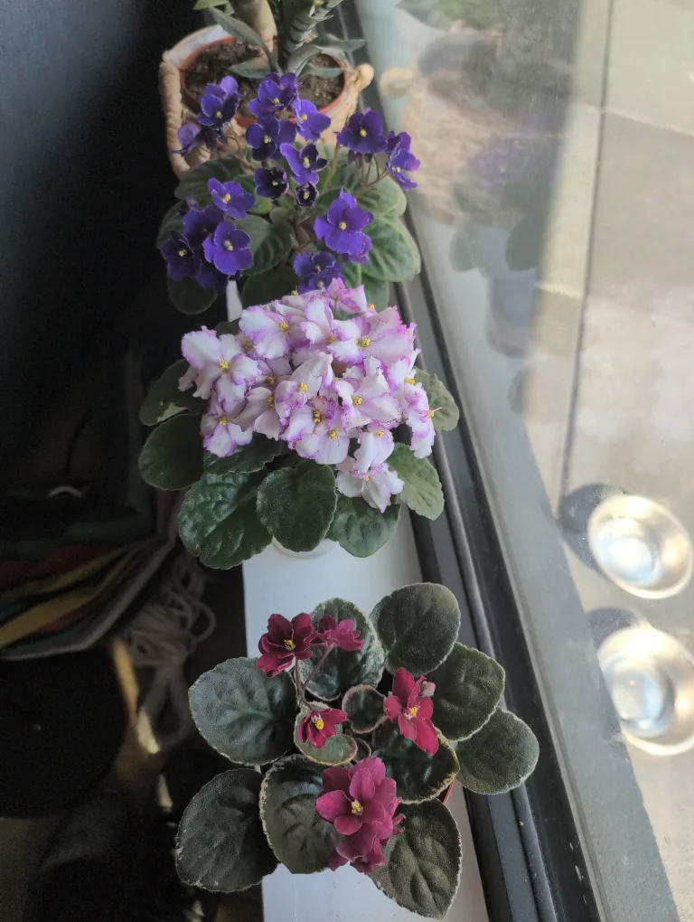 Assorted African violet colors. thumbnail