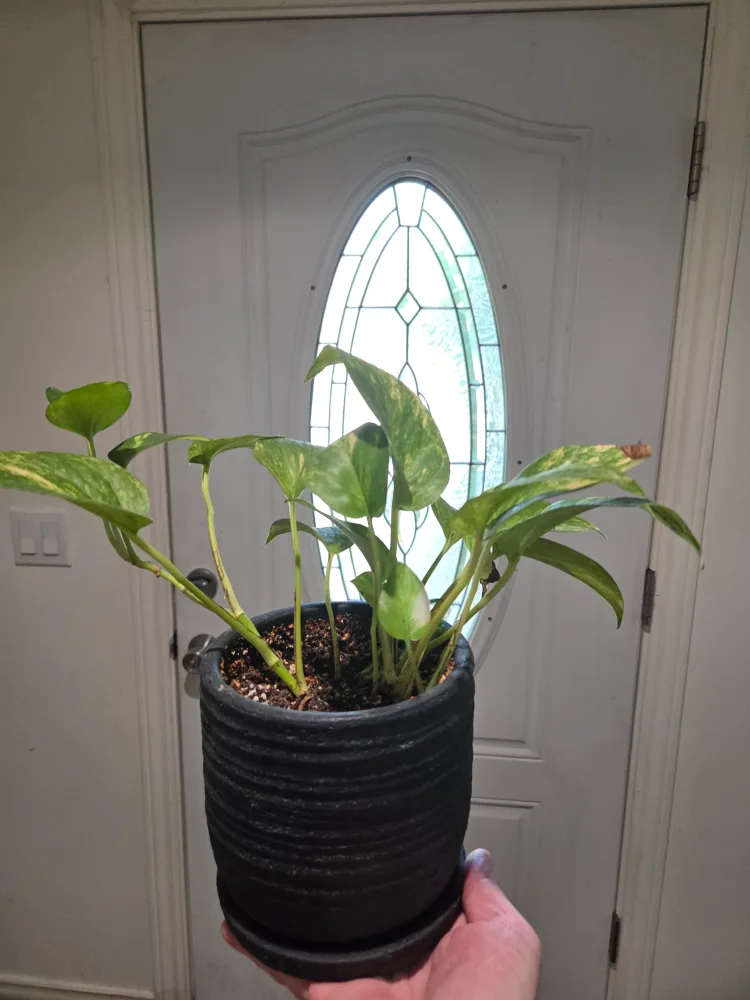 Free plant thumbnail
