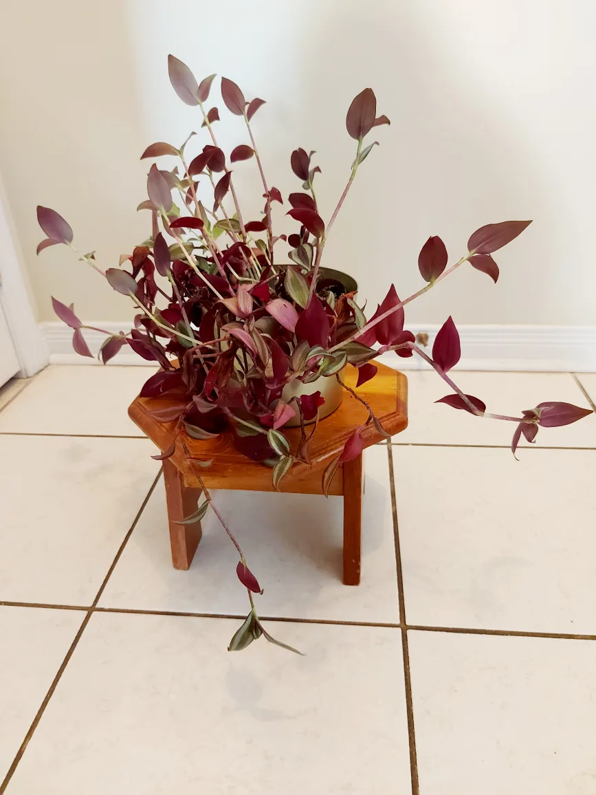 Tradescantia Zebrina Flower with Metallic Green Planter image indicator(6)