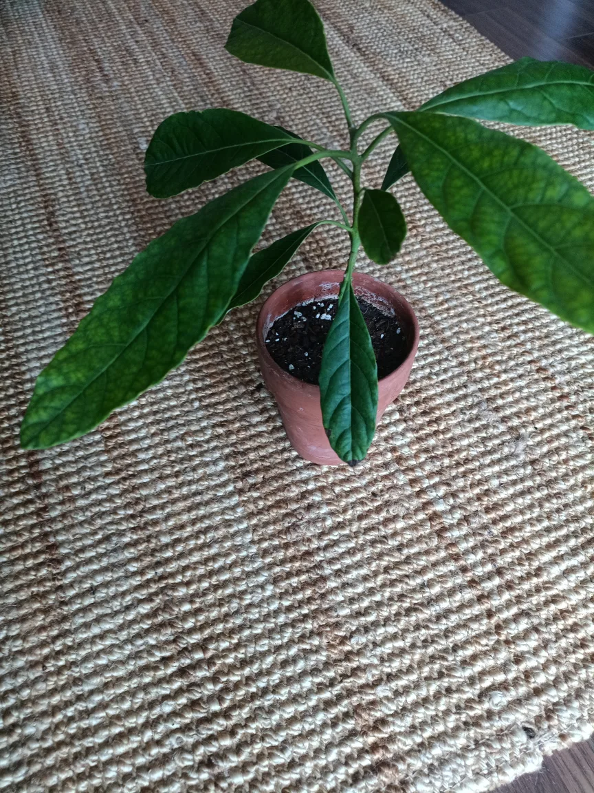 Young Avocado Plant thumbnail