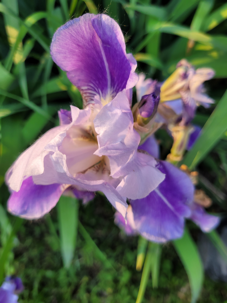 Purple Iris Flower - photo 2