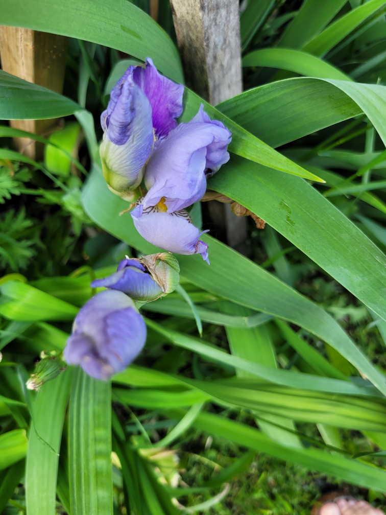 Purple Iris Flower - photo 3