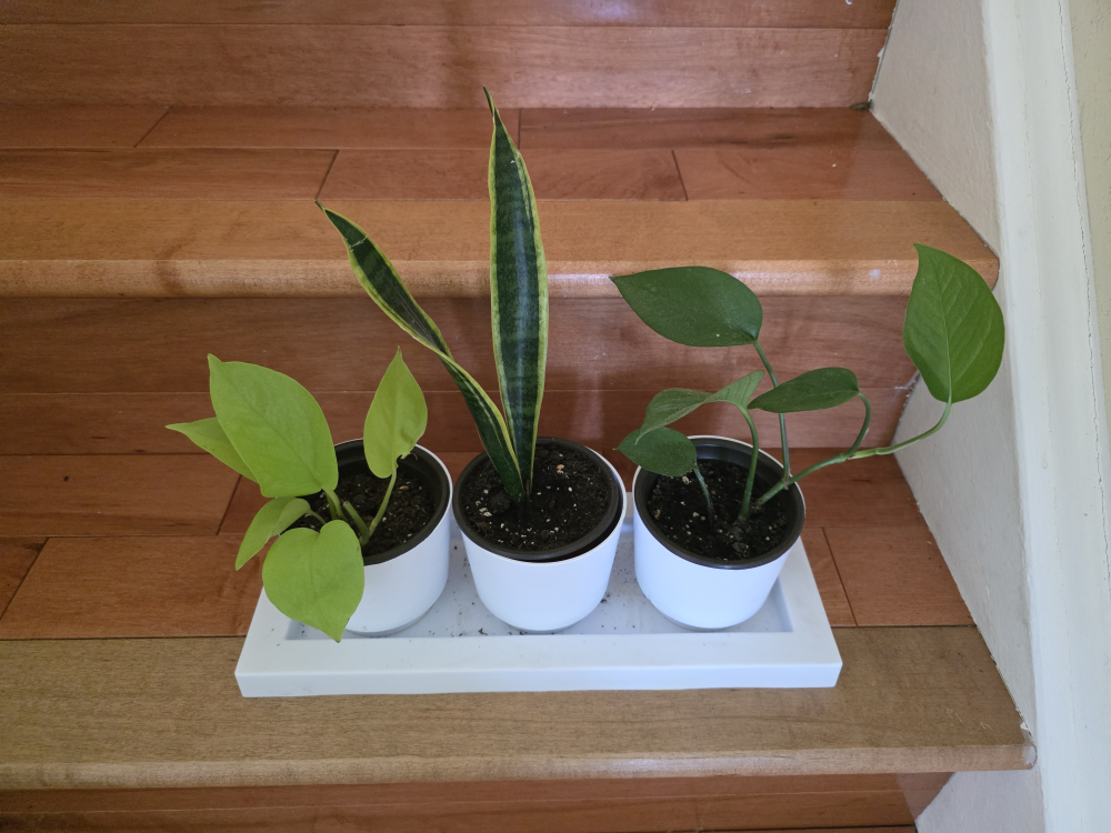 Three Potted Plants