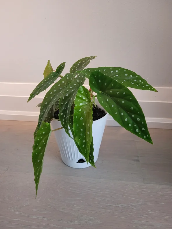 Polka Dot Begonia in a White Pot thumbnail