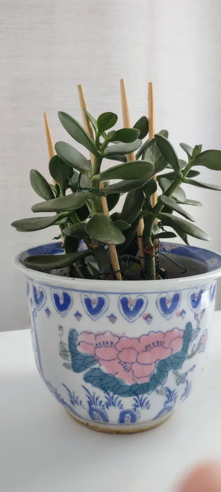 Jade Plant in Decorative Planter with Pot thumbnail