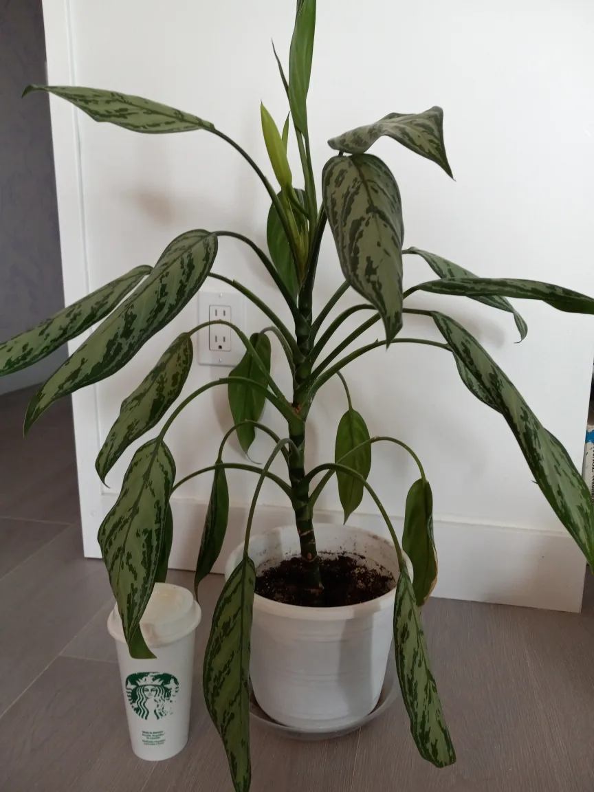 Aglaonema/Chinese evergreen Plant in White Pot thumbnail