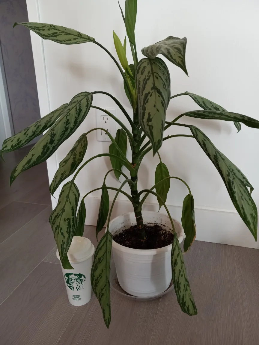 Aglaonema/Chinese evergreen Plant in White Pot image indicator(2)