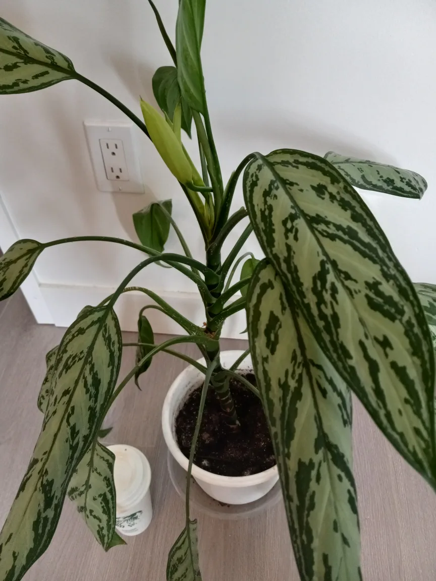 Aglaonema/Chinese evergreen Plant in White Pot image indicator(3)
