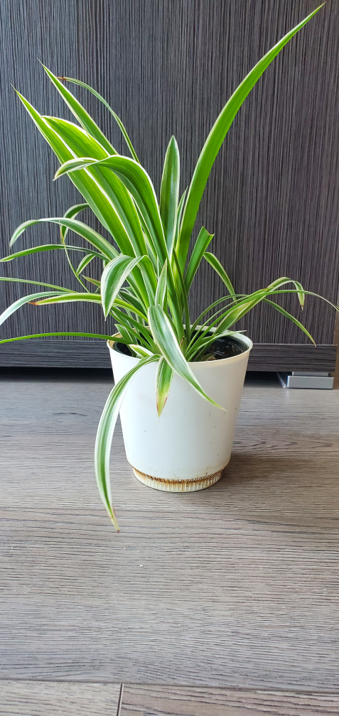 Spider Plant in White Pot