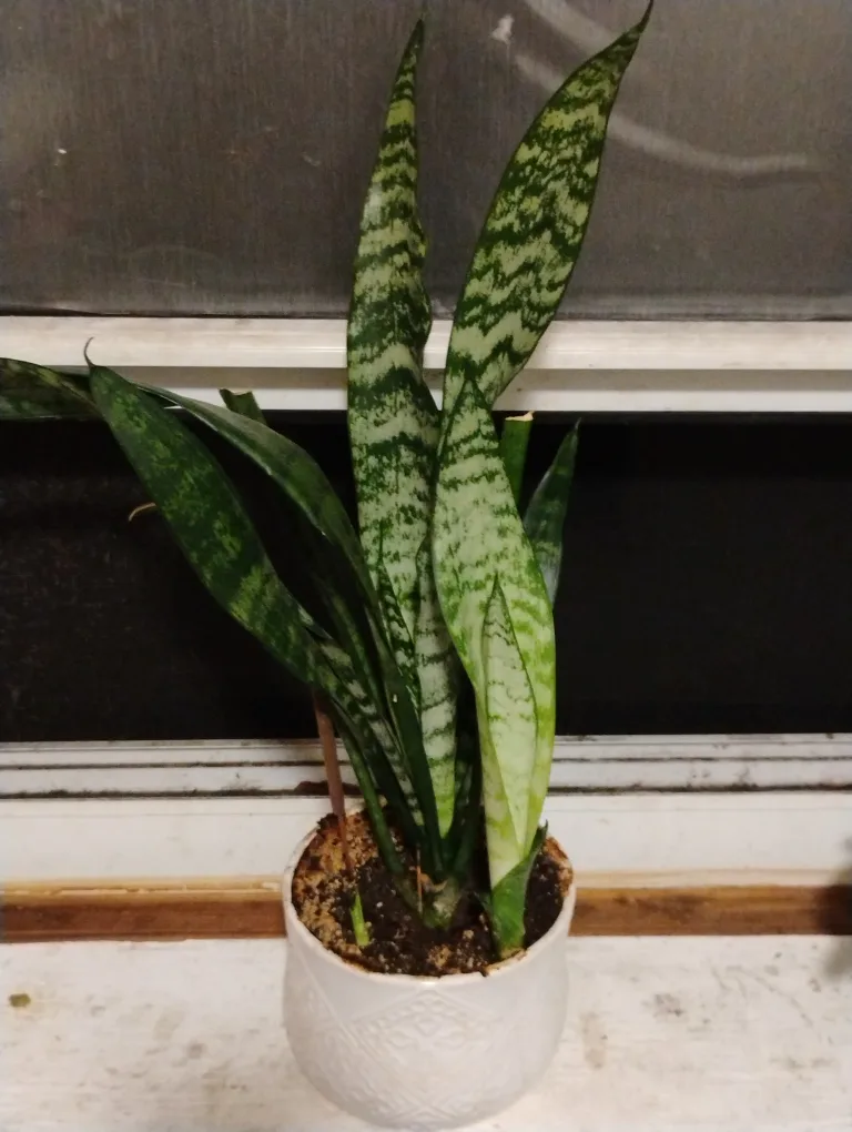 "🧡"Snake Plant in White Pot thumbnail