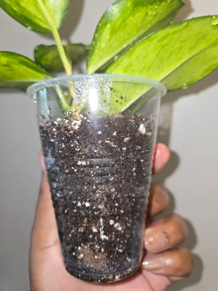 Small >>Hoya AUSTRALIS LISA IN SOIL✨️🌿🌸ROOTED image indicator(4)