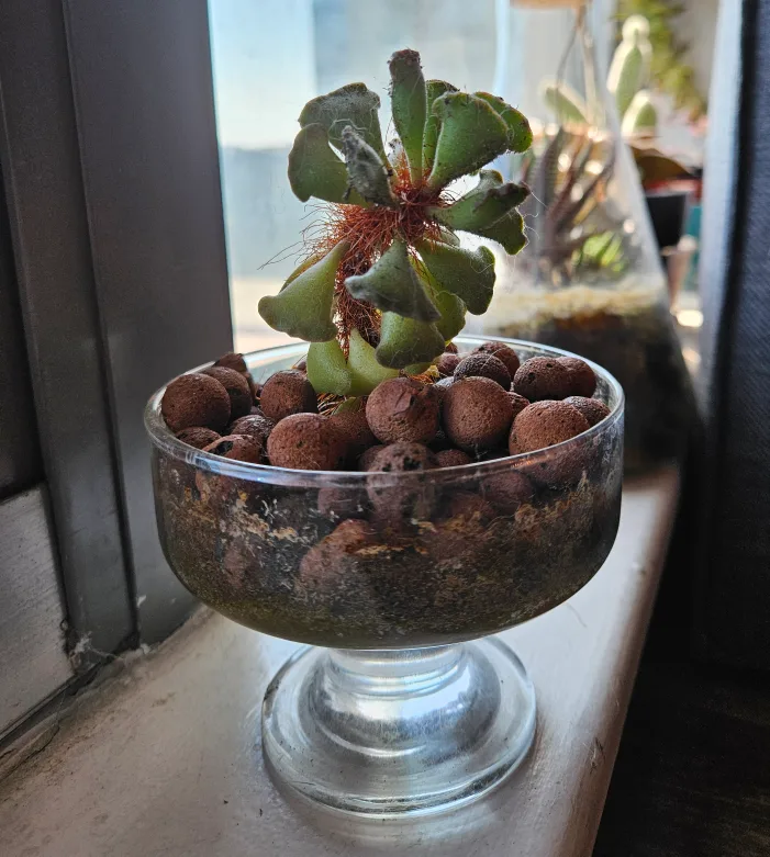 Crinkle Leaf Succulent thumbnail