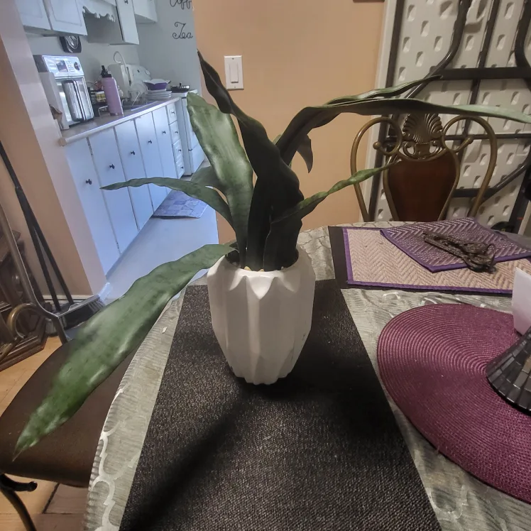 Fake Decorative Snake Plant in White Pot- used for staging thumbnail