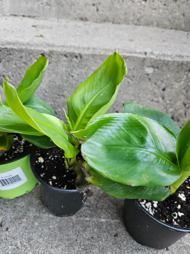 🍁Banana Plant in 4" Pot🇨🇦 thumbnail
