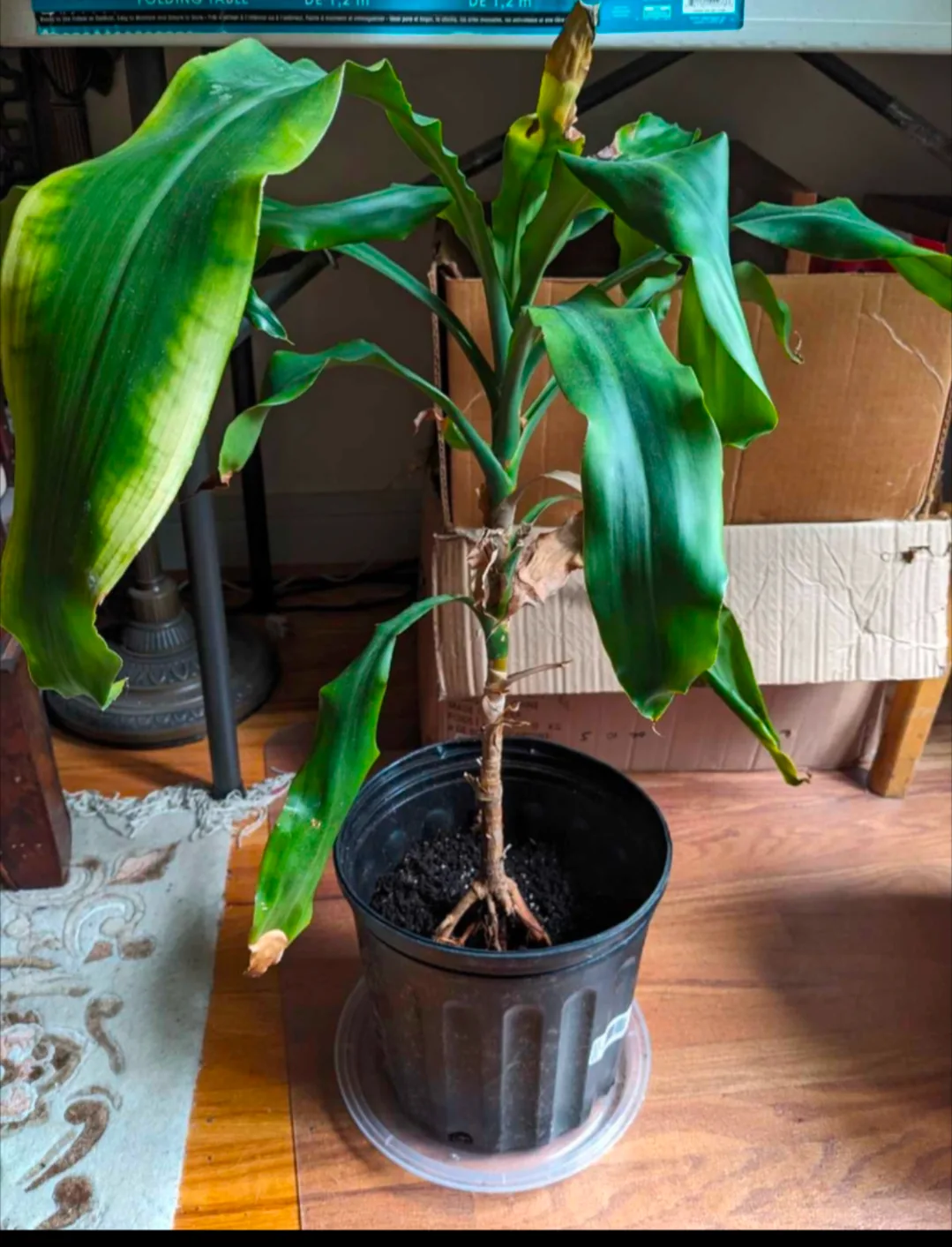 Corn Plant or Dracaena Fragrans Plant 🇨🇦 thumbnail